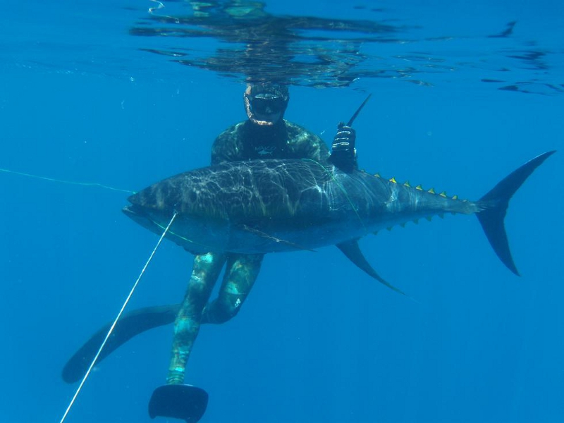 250 lb yellowfin tuna, Panama