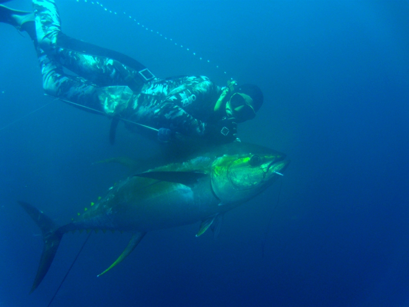 136 lb yellowfin, Hannibal Bank